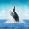 Lupita Overland: Whale at Kino Bay