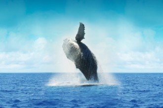 Whale at Kino Bay