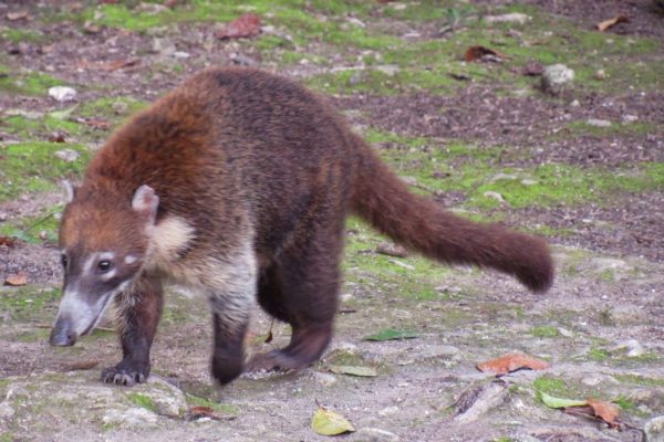 Coati at Tikal National Park