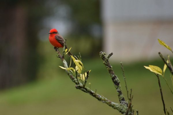 Humming bird, Guatemala