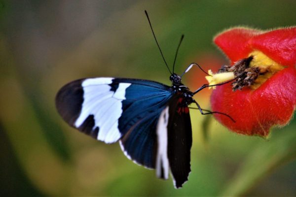 Butterfly detail, Guatemala