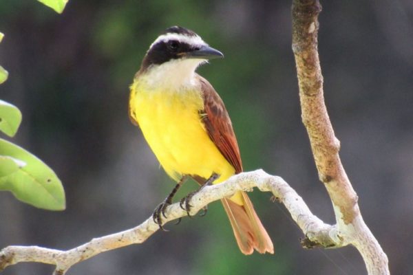 Bird watching, Caribbean jungle