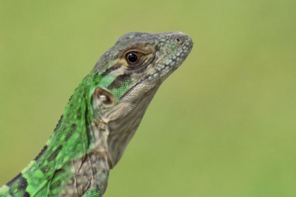 Lizard detail, Caribbean Jungle