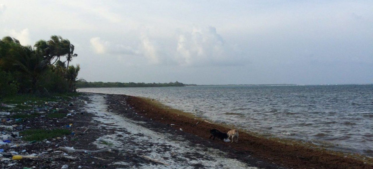 Wild dogs play with the garbage laid at the coast of Quintana Roo State, a "not so idyllic" image