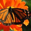 Monarch Butterfly, Michoacán