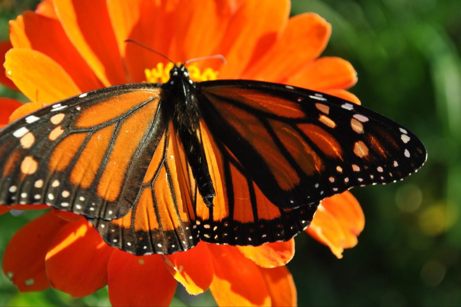 Monarch Butterfly, Michoacán