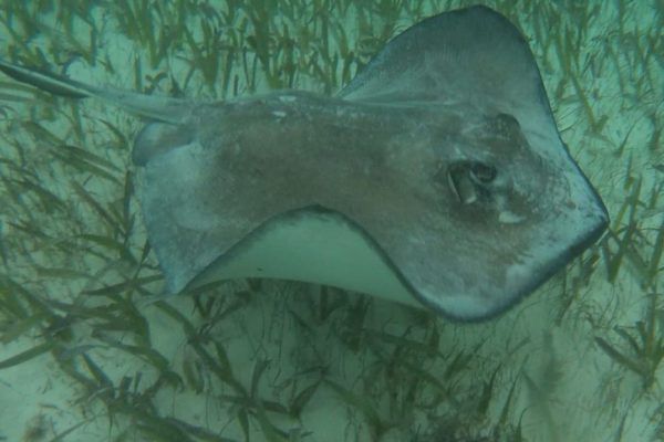 Sting Ray, Caribbean Sea