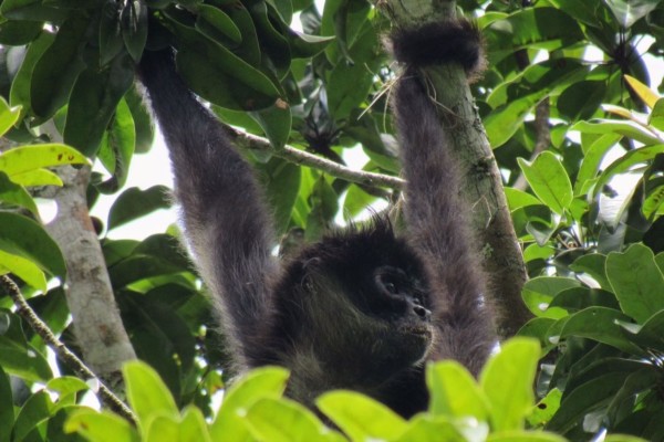 Spider Monkey, Tikal National Park