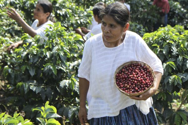 Collecting Coffee at Chicoj Cooperative in Cobán