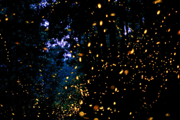 Firefly Sanctuary, Tlaxcala