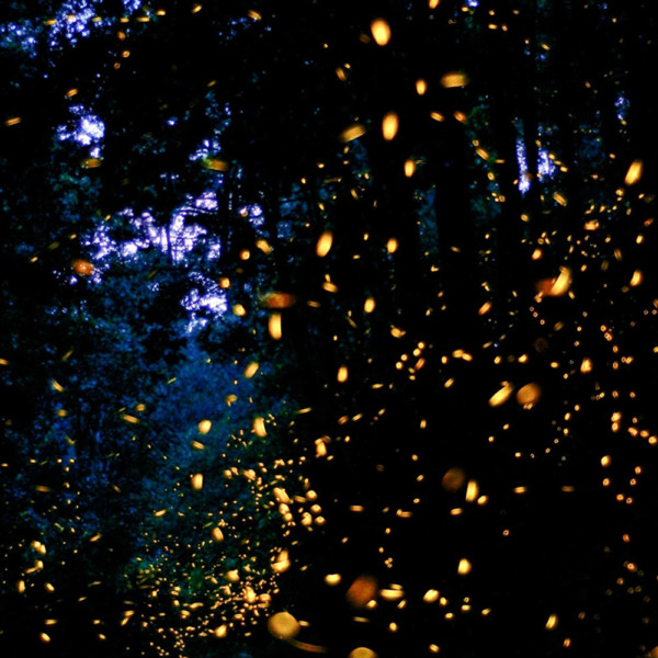 Firefly Sanctuary, Tlaxcala