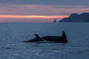 Dolphins Close to Rancho San Cosme