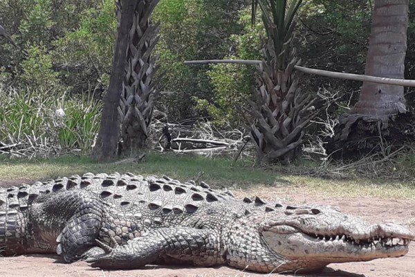 Crocodile at La Ventanilla Mangrove