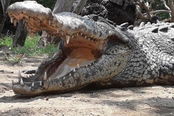 Crocodile at La Ventanilla, Oaxacas Coast