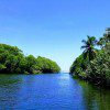 La Ventanilla Mangrove