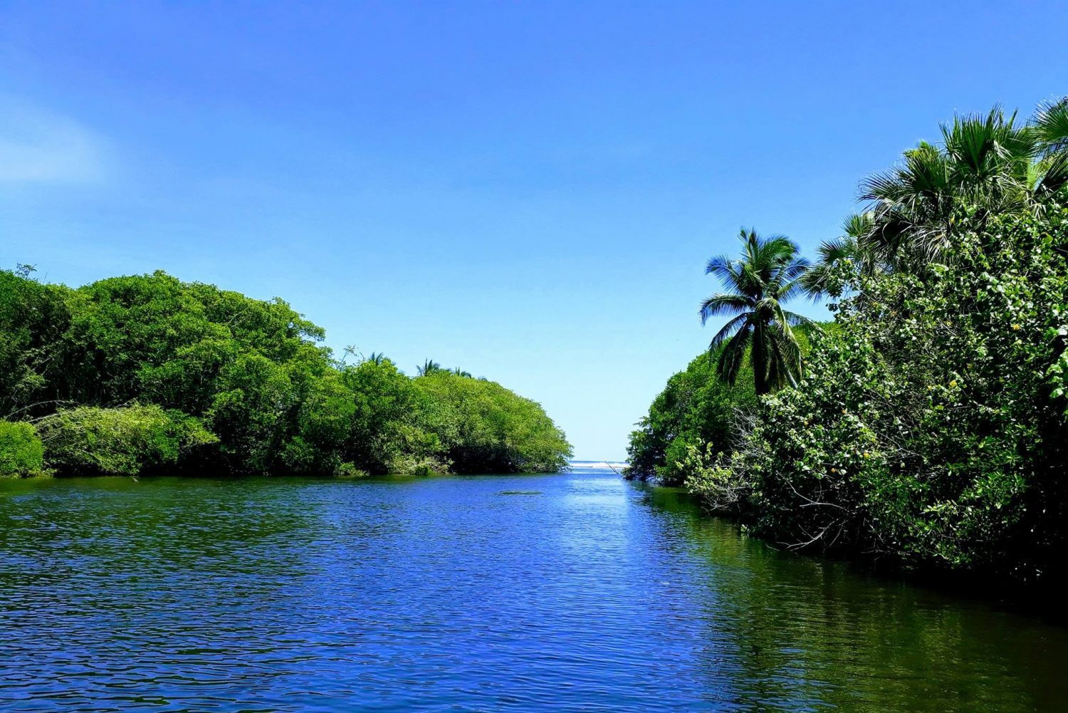 La Ventanilla Mangrove