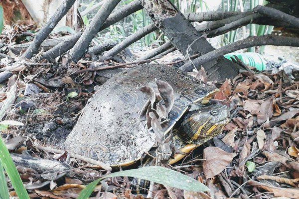 Wild Turtle at La Ventanilla Mangrove