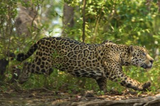 Wild jaguar at the Sierra Norte of Oaxaca 