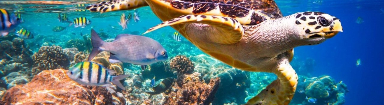 Lupita Overland: Turtle, Belize Coral Reefs