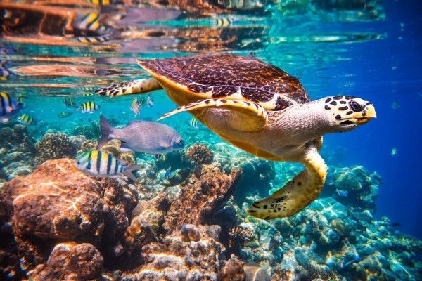 Lupita Overland: Turtle, Belize Coral Reefs