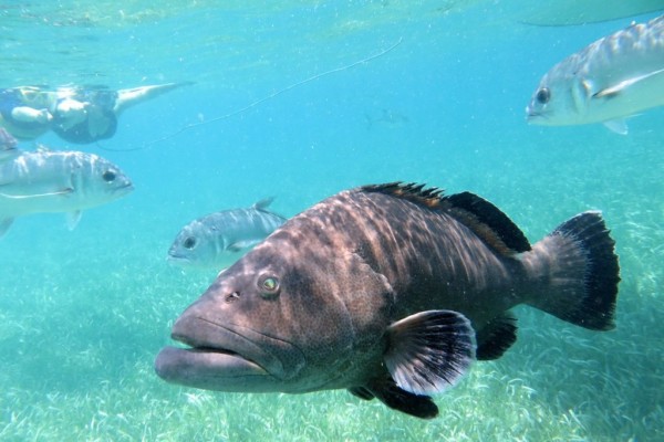 Caye Caulker Reefs