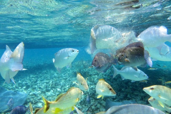 Caye Caulker Snorkell