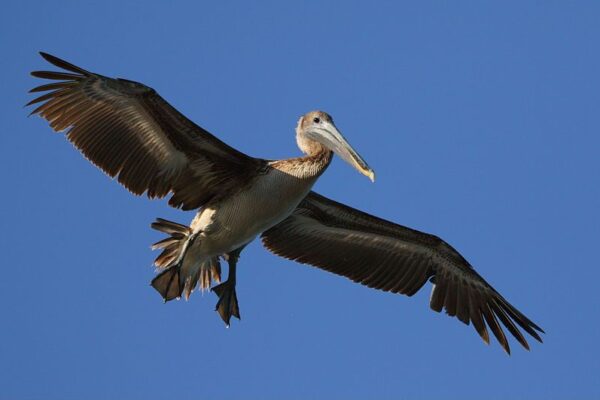 Pelecanus occidentalis at Caye Caulker