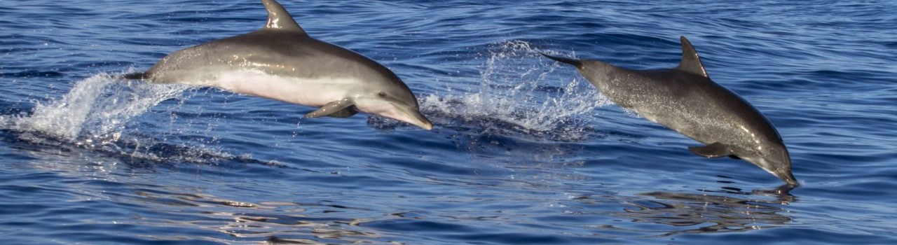 Wild dolphins at Mazatlán