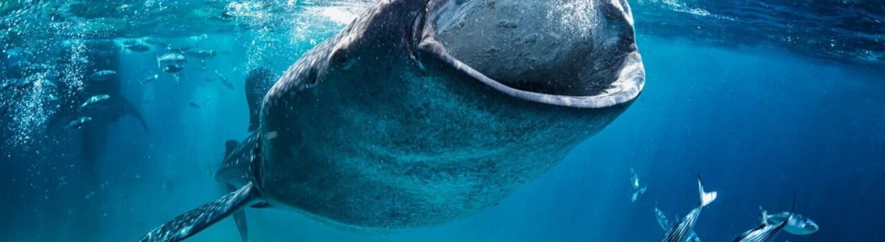 Whale shark at Baja California Sur
