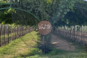 Vineyards at Tequisquiapan