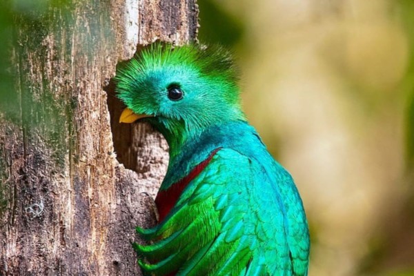 Quetzal Bird