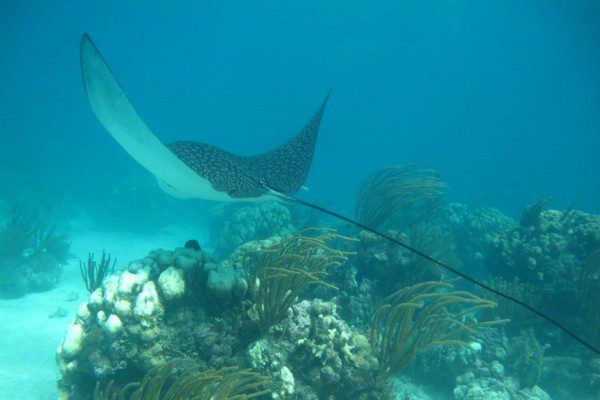 Ray at the caribbean reefs