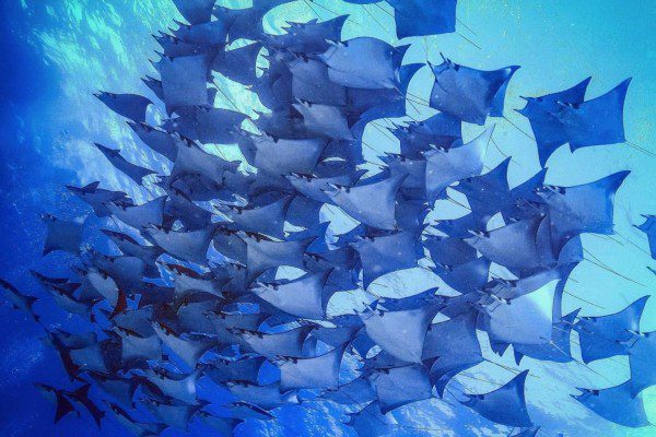 Rays in the Caribbean Coral Reefs