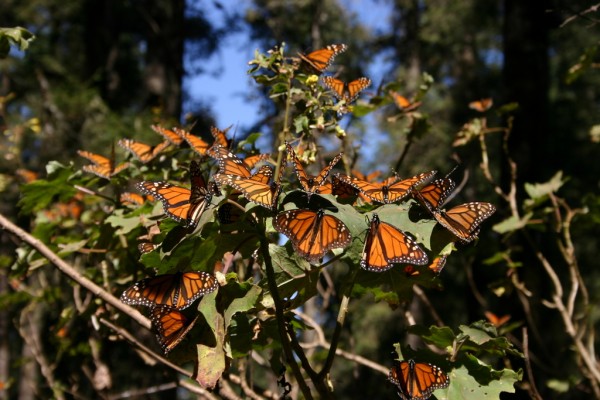Monarch butterfly rush at Michoacán