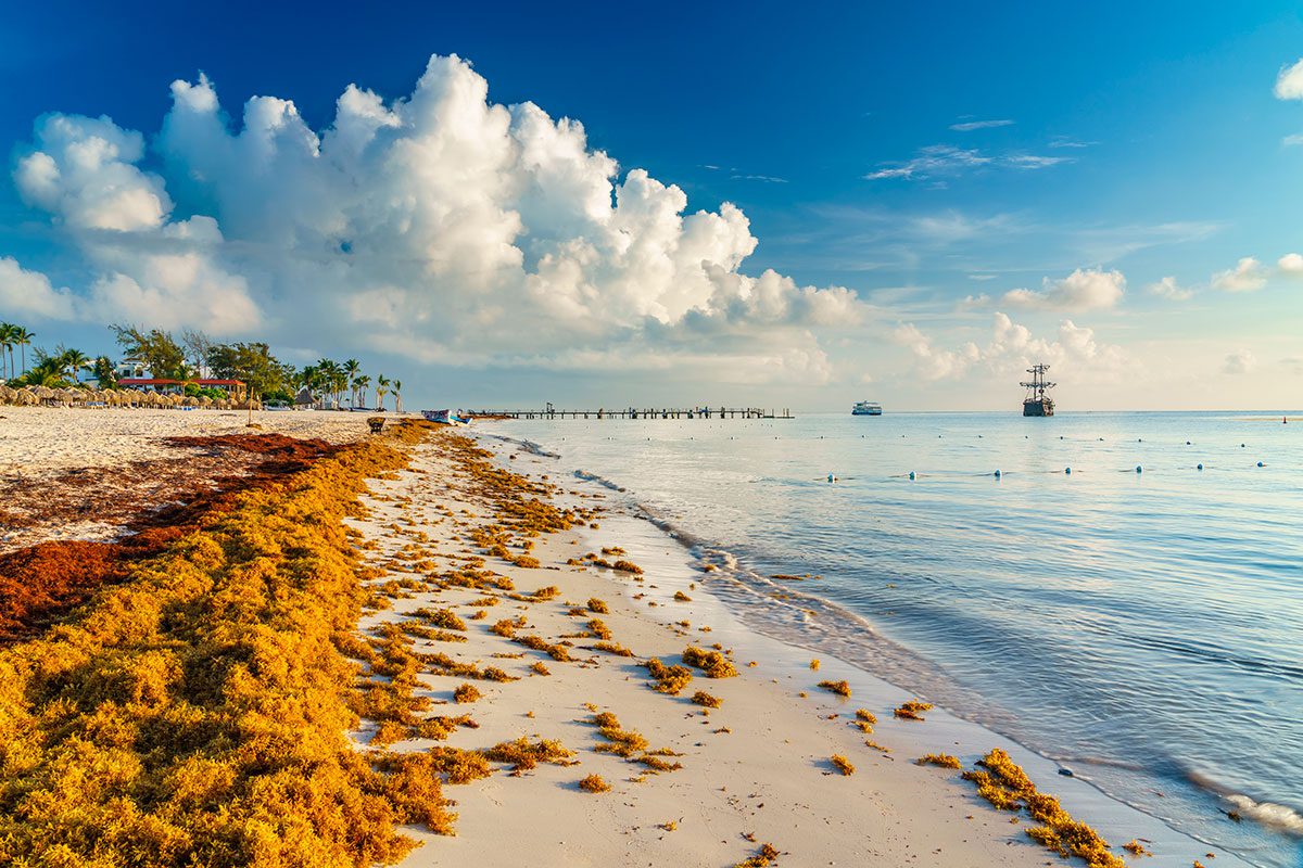 Sargassum algae