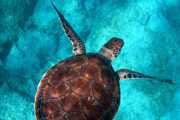 Sea Turtle