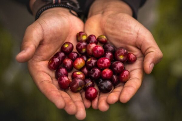 Organic coffee beans