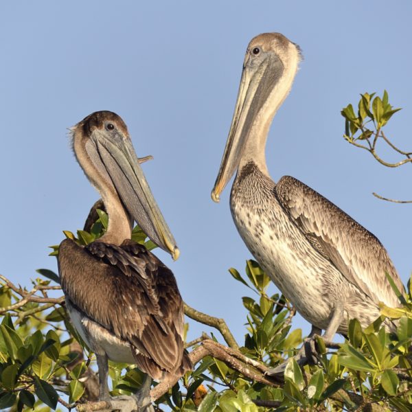 Pelicans at Riviera Nayarit