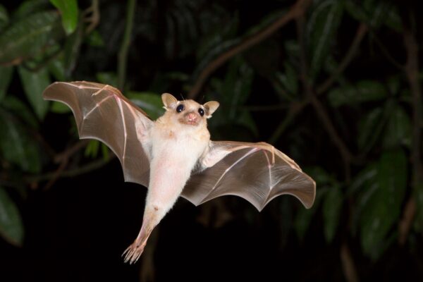 Bat Sinkhole