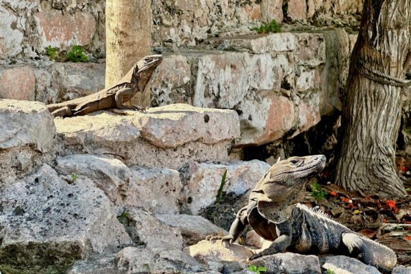 Iguanas at Tulum