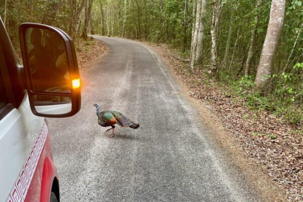 Campeche, Calakmul, Reserve, Van