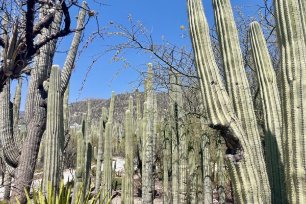 Tehuacán Reserve