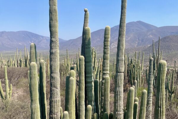 Tehuacán Reserve