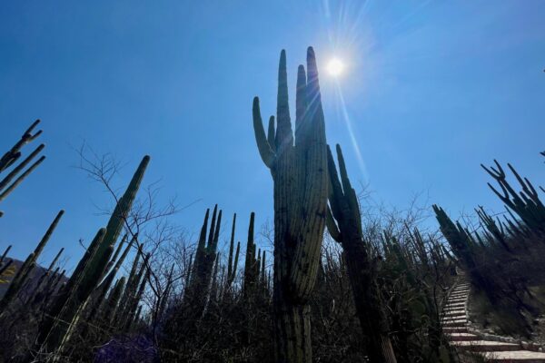 Tehuacán Reserve