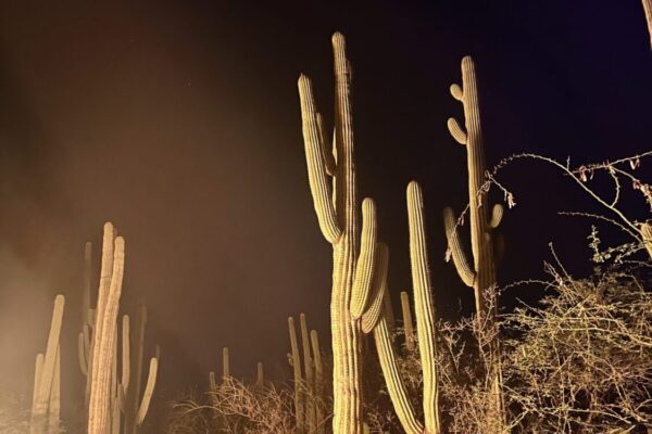 Tehuacán Reserve