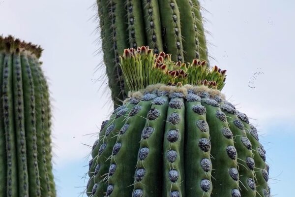 Tehuacán Reserve