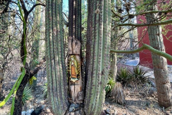 Tehuacán Reserve