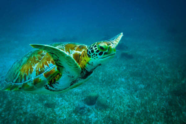 Baby turtle