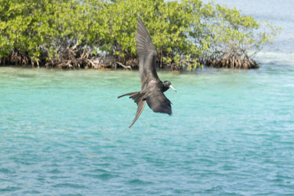 Caribbean bird