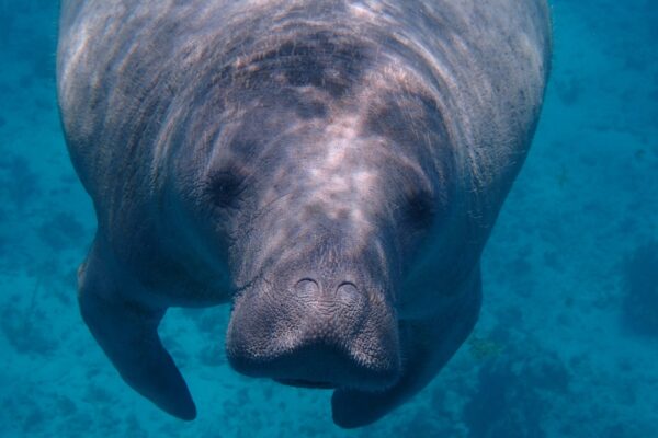 Caye caulker manatee